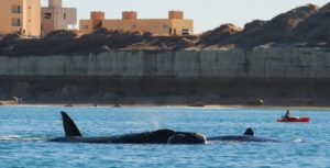 ballena las grutas